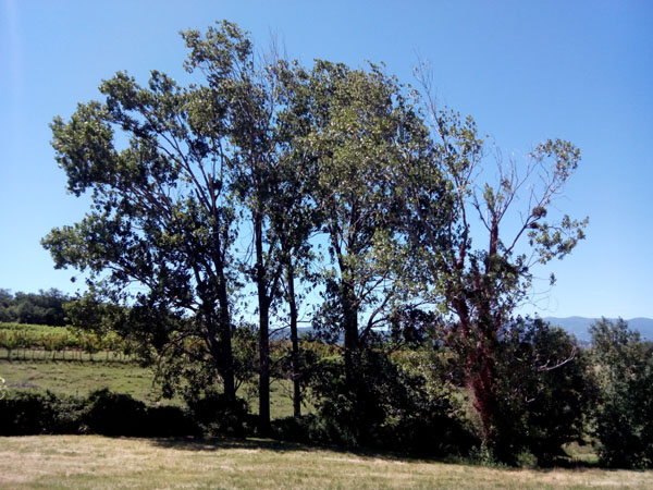 le bosquet, de face